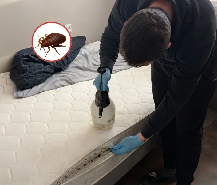 Technicien traitant un matelas contre les punaises de lit à Coutevroult